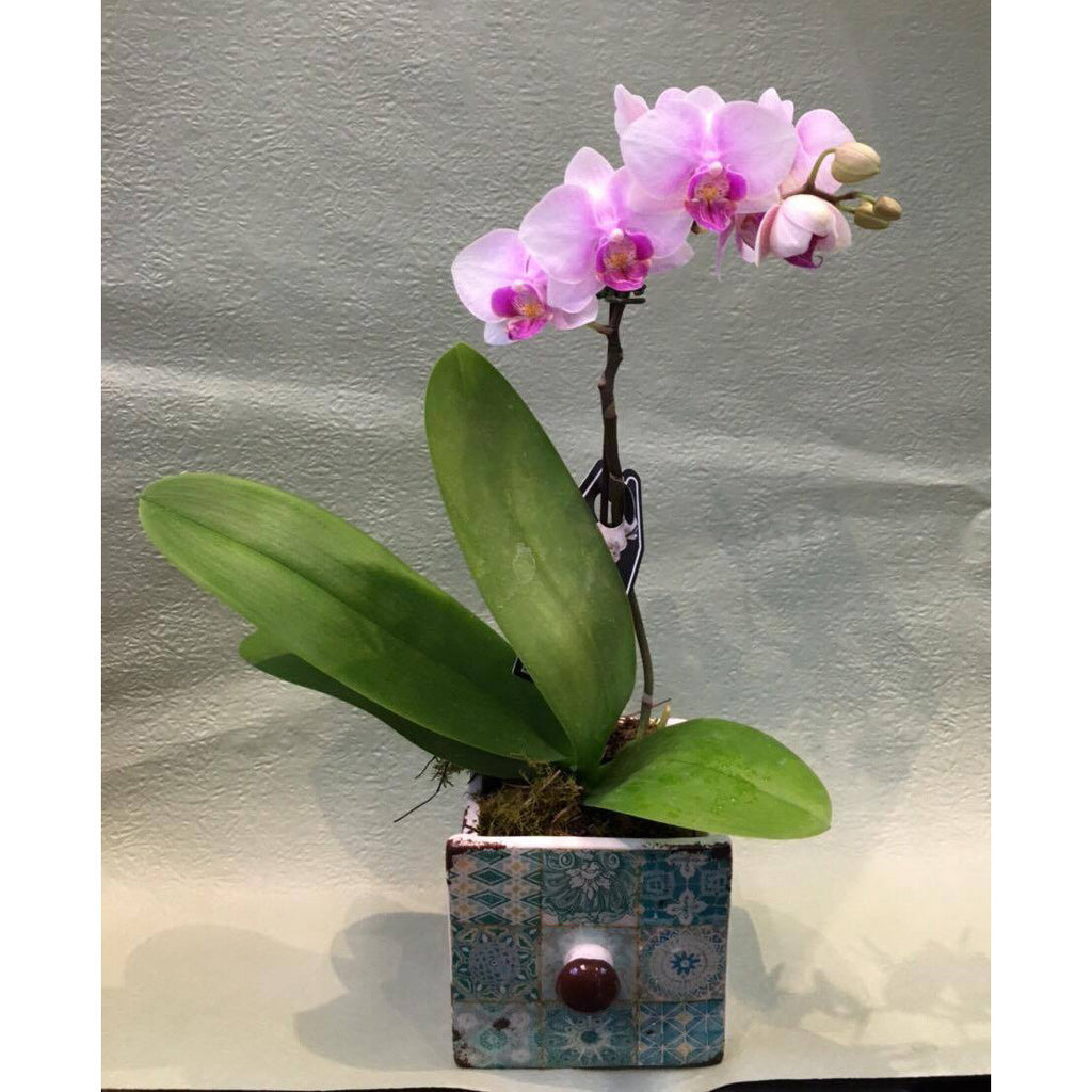 PL0001 - Light purple phalaenopsis