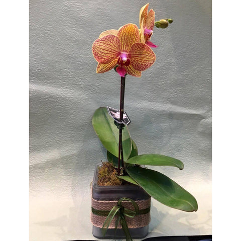 PL0002 - Dark orange phalaenopsis