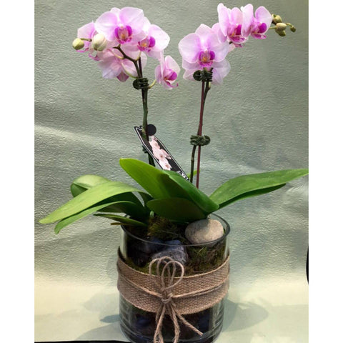 PL0003 - Double Medium phalaenopsis