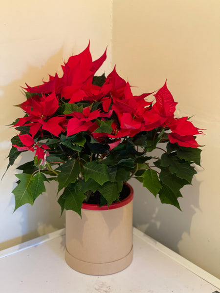 PL0006 - Poinsettia