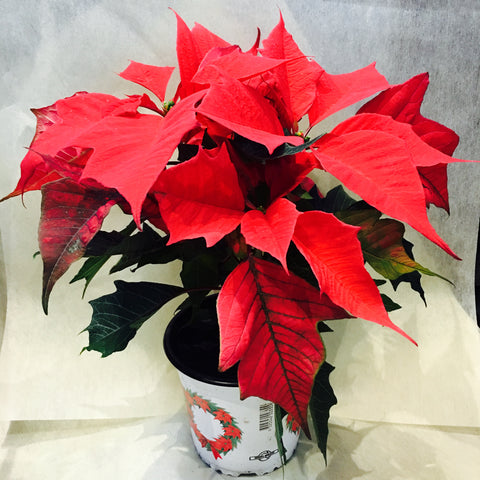 PL0006 - Poinsettia