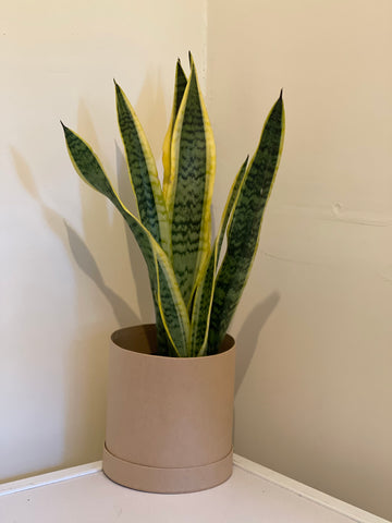 PL0007 - Snake Plant