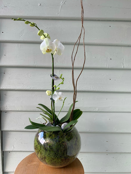 PL0004 - White Phalaenopsis