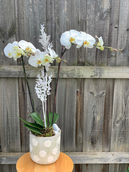 PL0004 - White Phalaenopsis