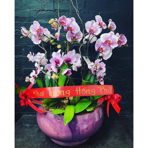 PL0007 - Multiple phalaenopsis