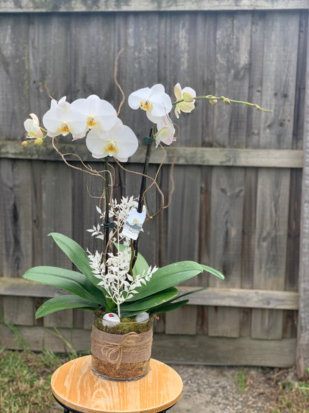 PL0004 - White Phalaenopsis